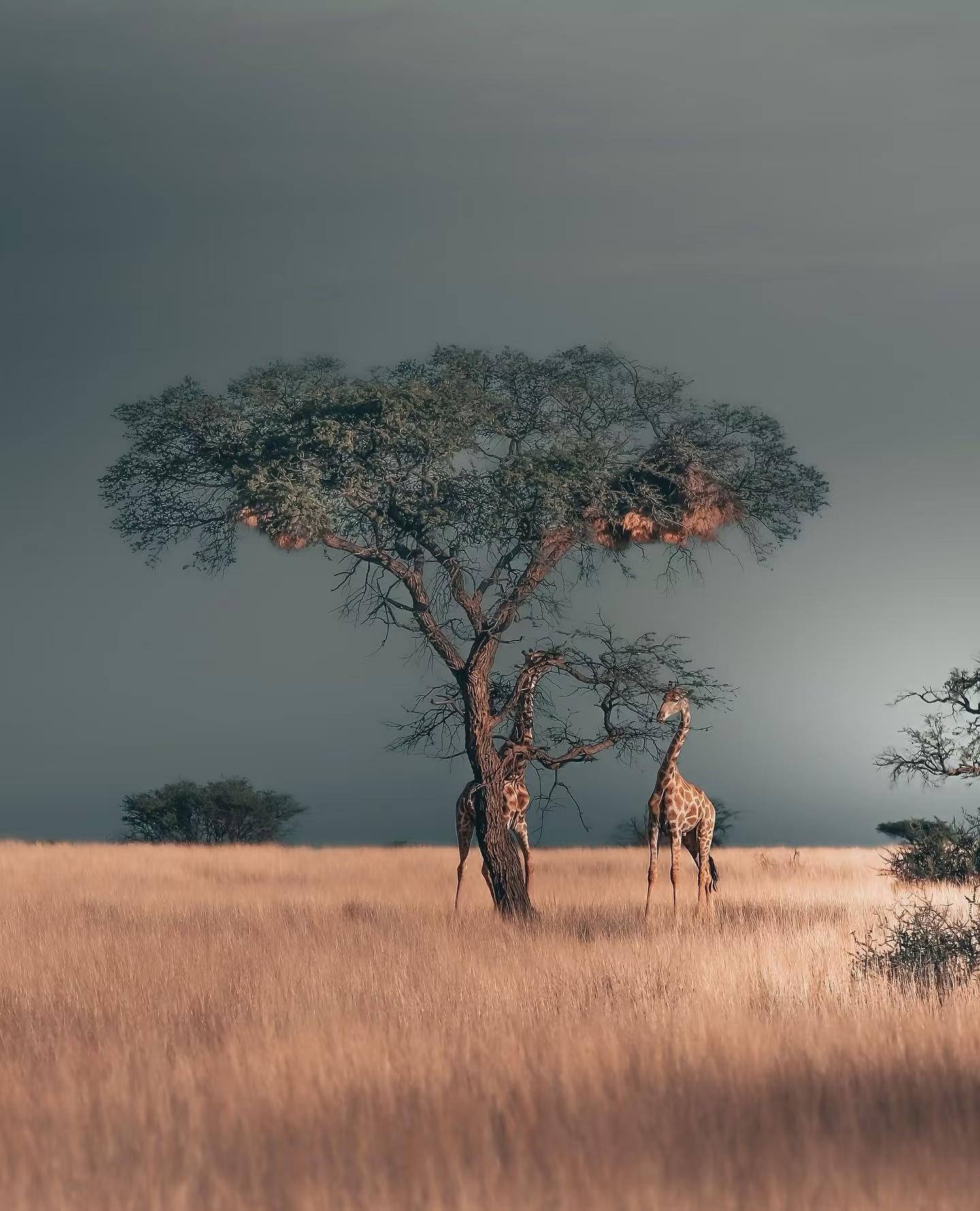 Beyond Bags, Towards Sustainability